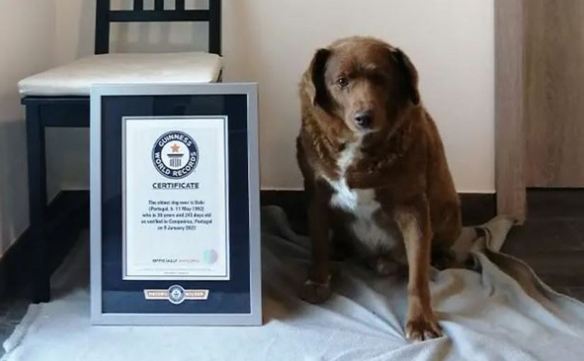 Самую старую собаку в мире лишили титула рекордсмена: фото ➤ Infotime.co