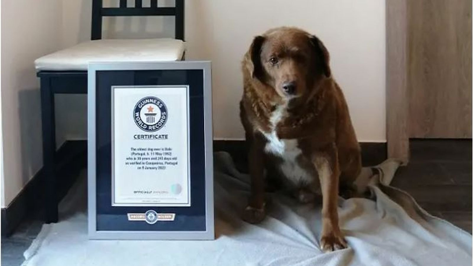 Найстарішого собаку у світі позбавили титулу рекордсмена: фото ➤ Главное.net