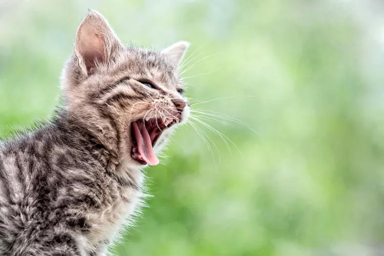 Балакучі коти: 10 порід, які обожнюють спілкуватися