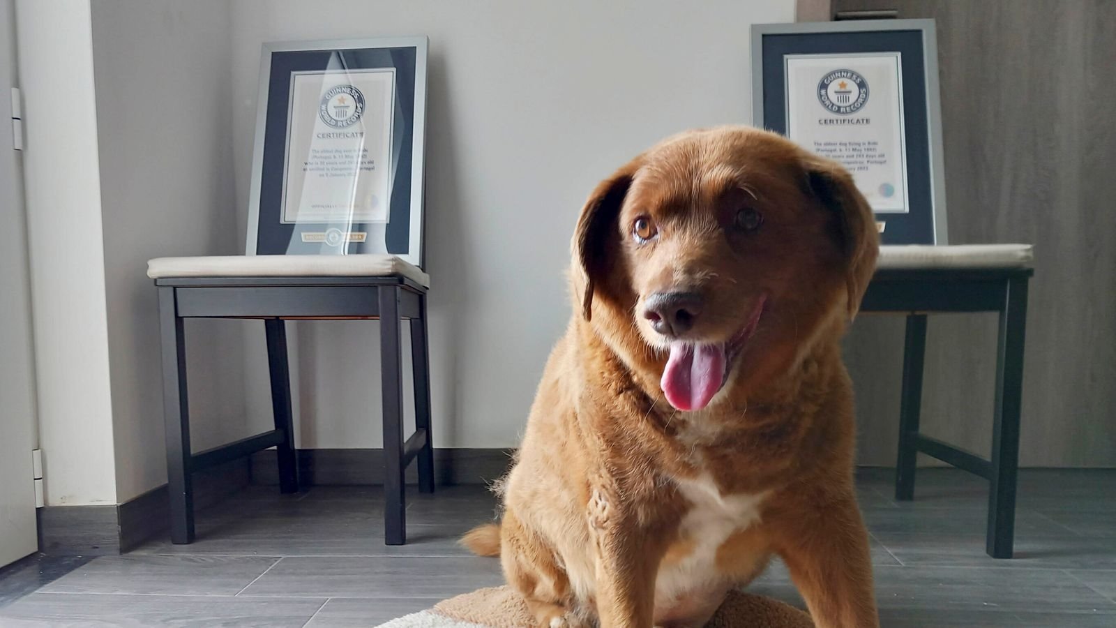 Найстарішого собаку у світі позбавили титулу рекордсмена: фото