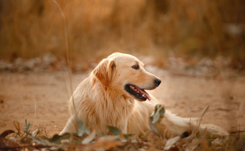 П’ять речей, які ображають вашого собаку ➤ Infotime.co