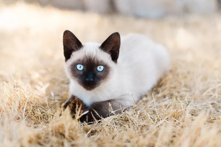 Балакучі коти: 10 порід, які обожнюють спілкуватися