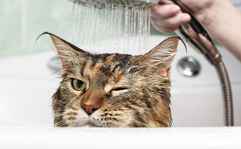 Раскрыта тайна: почему коты действительно боятся воды ➤ Infotime.co