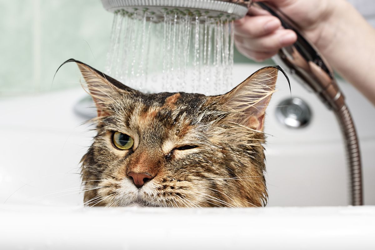 Раскрыта тайна: почему коты действительно боятся воды ➤ Infotime.co