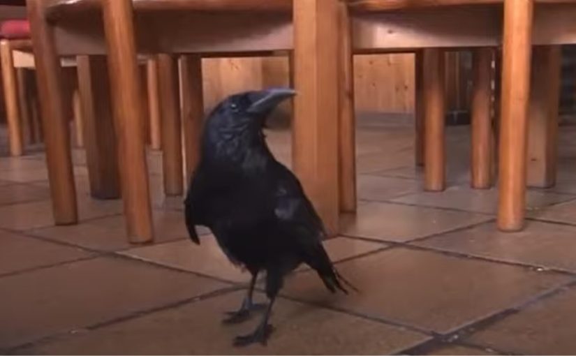 Ворона 26 років ходить на сніданок до кафе та навчилася казати “привіт”: відео ➤ Infotime.co