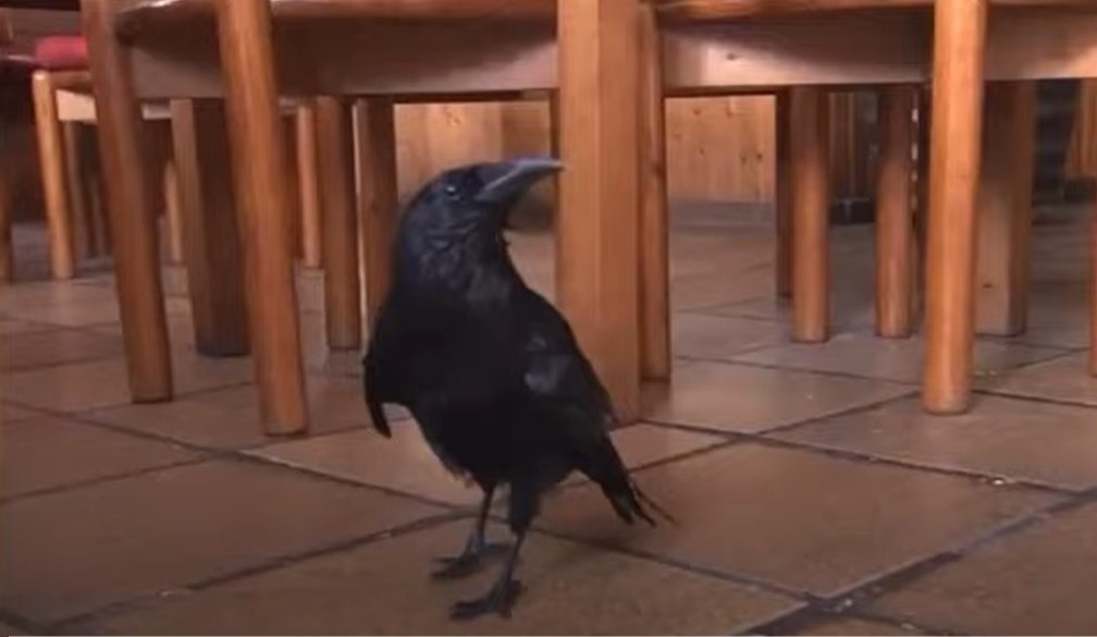 Ворона 26 лет ходит на завтрак в кафе и научилась говорить “привет”: видео