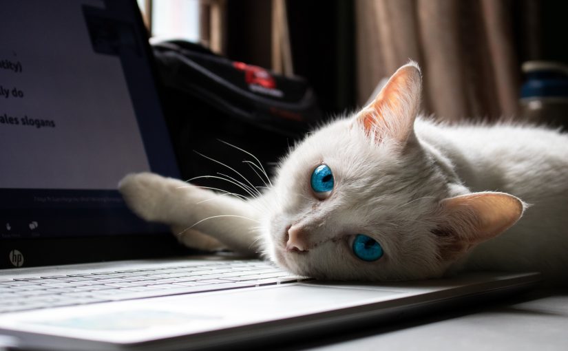 Почему коты ложатся на клавиатуру и мешают работать за компьютером ➤ Infotime.co