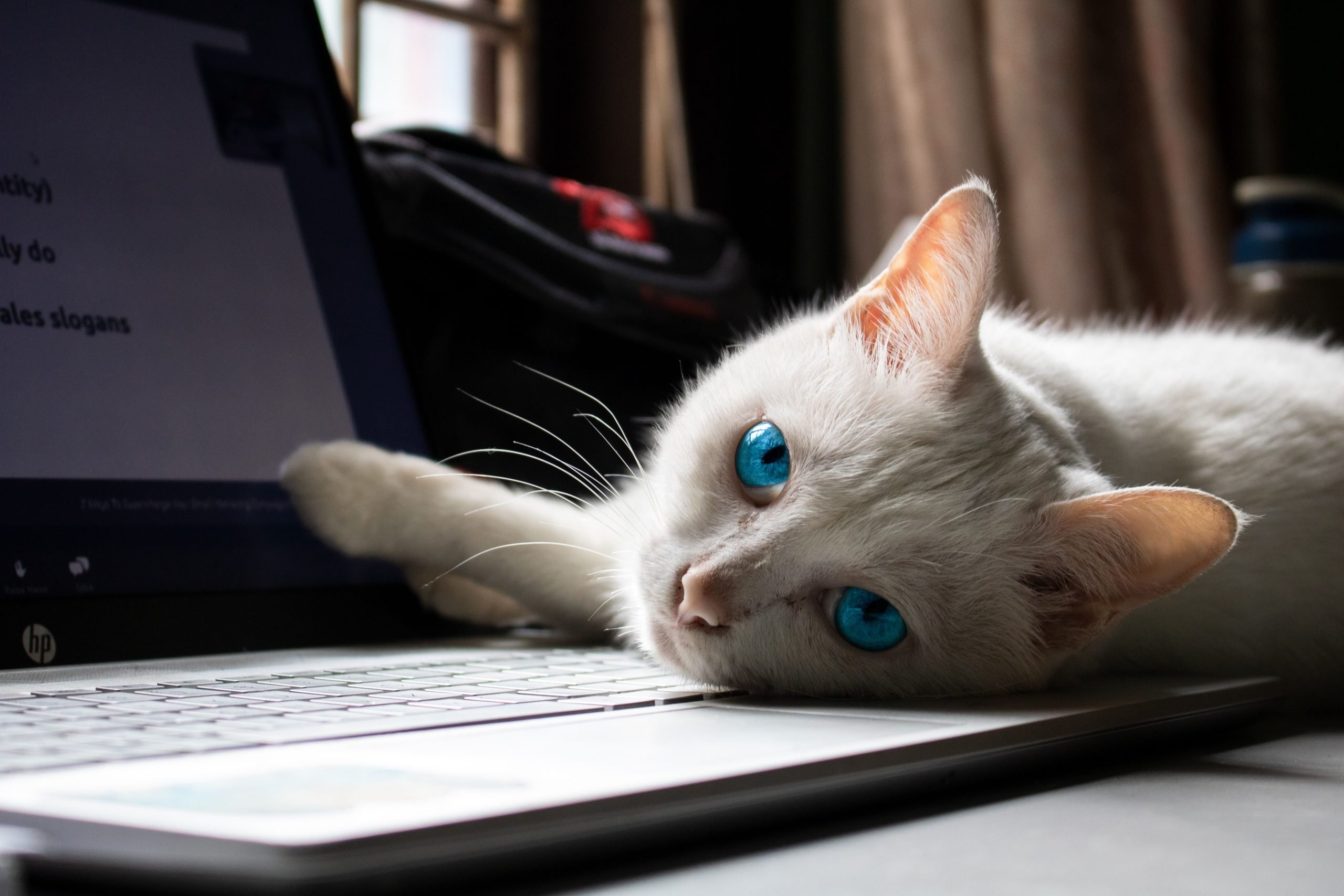 Почему коты ложатся на клавиатуру и мешают работать за компьютером