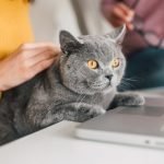 Почему кот ходит за вами по пятам: восемь причин ➤ Infotime.co