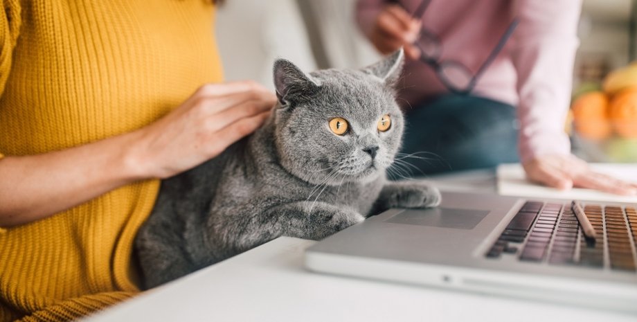 Почему коты ложатся на клавиатуру и мешают работать за компьютером