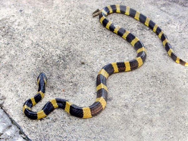 Пятилетний мальчик съел змею и попал в больницу