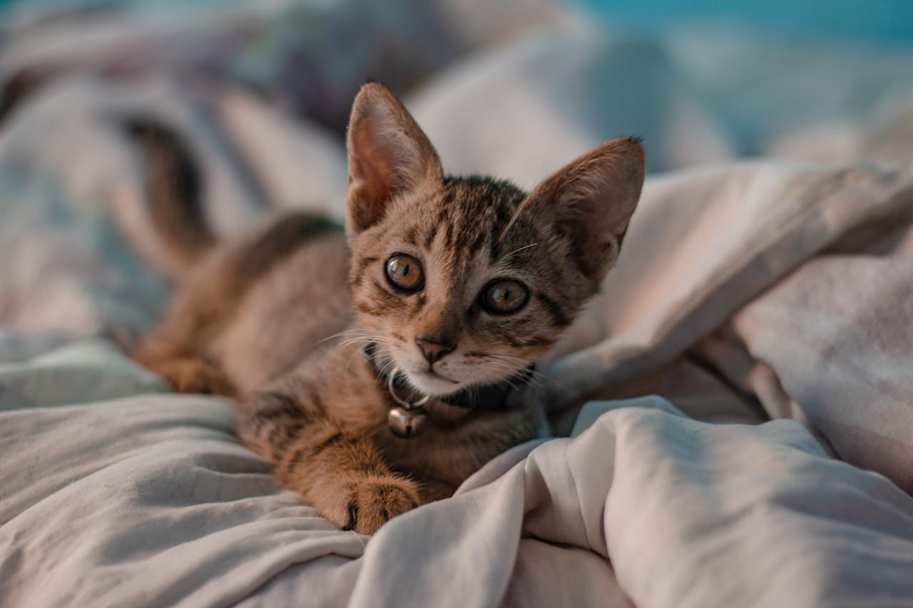 Почему у кошек перед ушами появляются залысины: ученые нашли причину