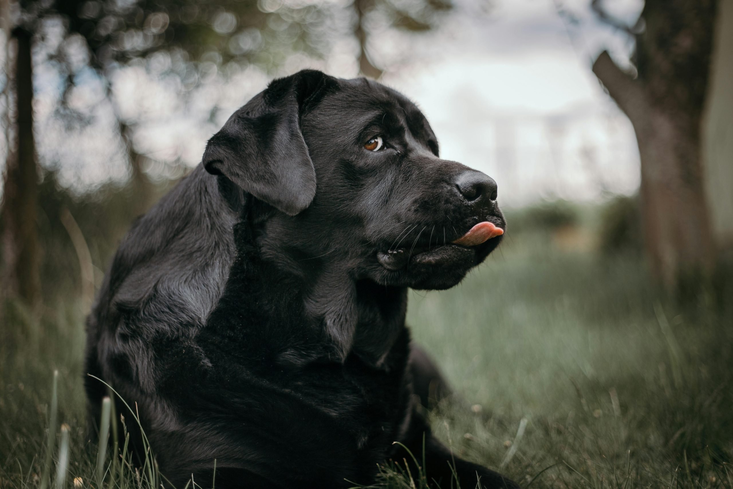 Запретные продукты для собак: ветеринар предупредил об опасности ➤ Infotime.co