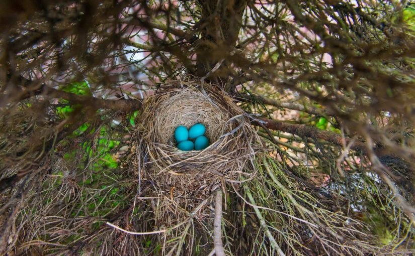 Что значит, если птица свила гнездо рядом с домом ➤ Infotime.co
