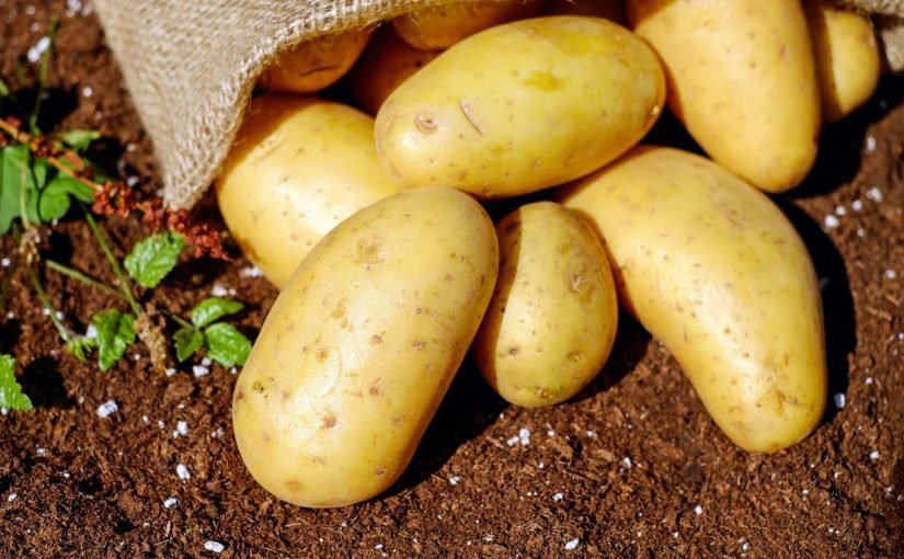 Ученые назвали самый полезный картофель ➤ Infotime.co