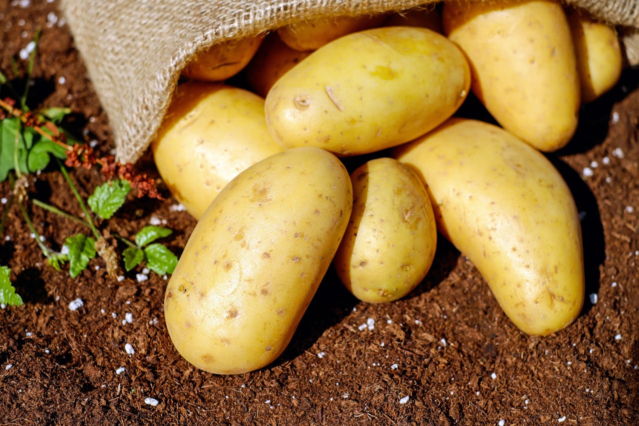 Ученые назвали самый полезный картофель ➤ Infotime.co