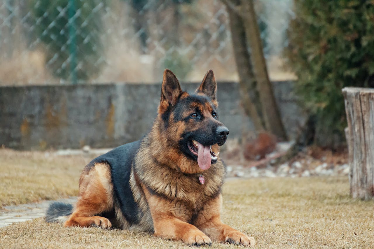 Запретные продукты для собак: ветеринар предупредил об опасности
