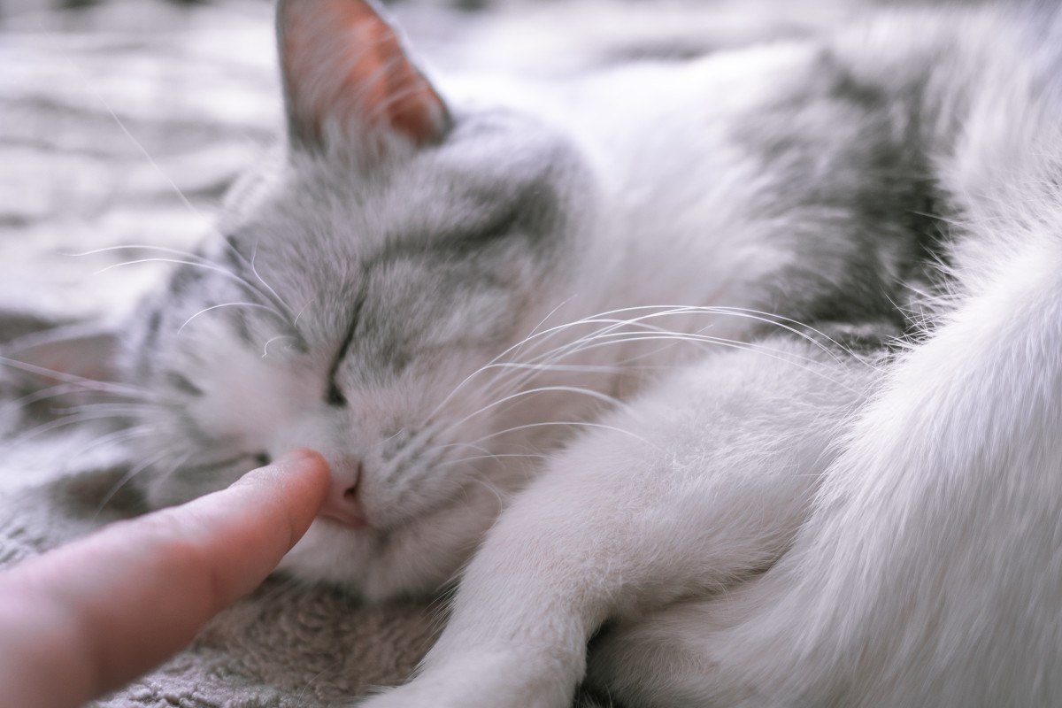 Почему у кошек перед ушами появляются залысины: ученые нашли причину