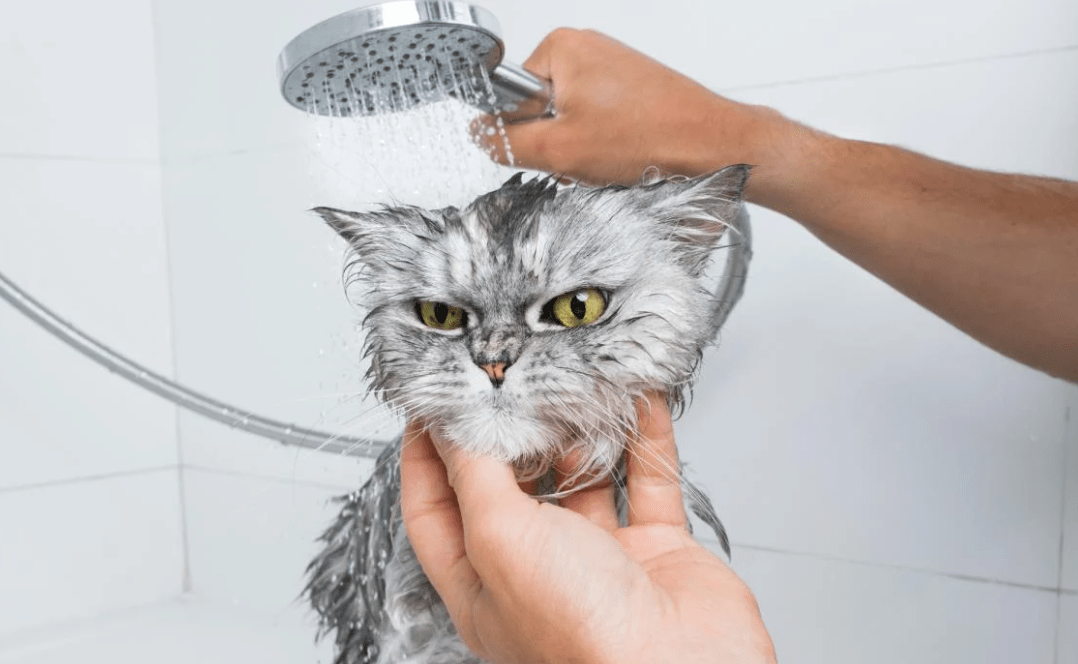 Раскрыта тайна: почему коты действительно боятся воды