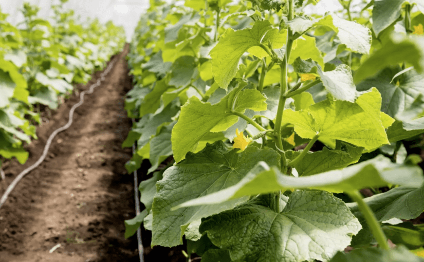 Тирса для огірків: як новий спосіб вирощування забезпечує ранній урожай ➤ Infotime.co