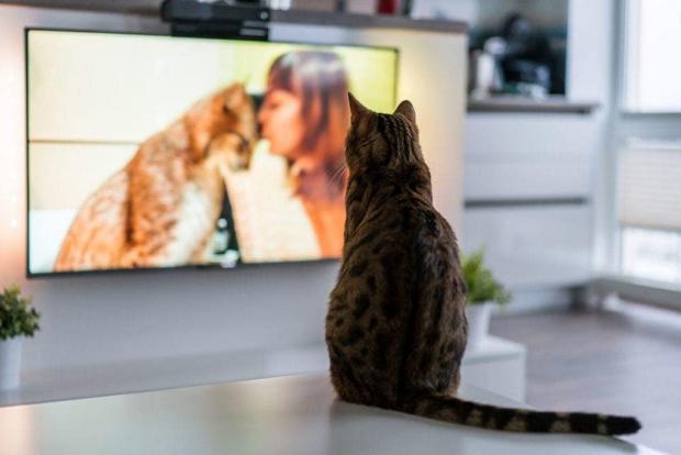 Что видят кошки и собаки, когда смотрят телевизор: ученые узнали