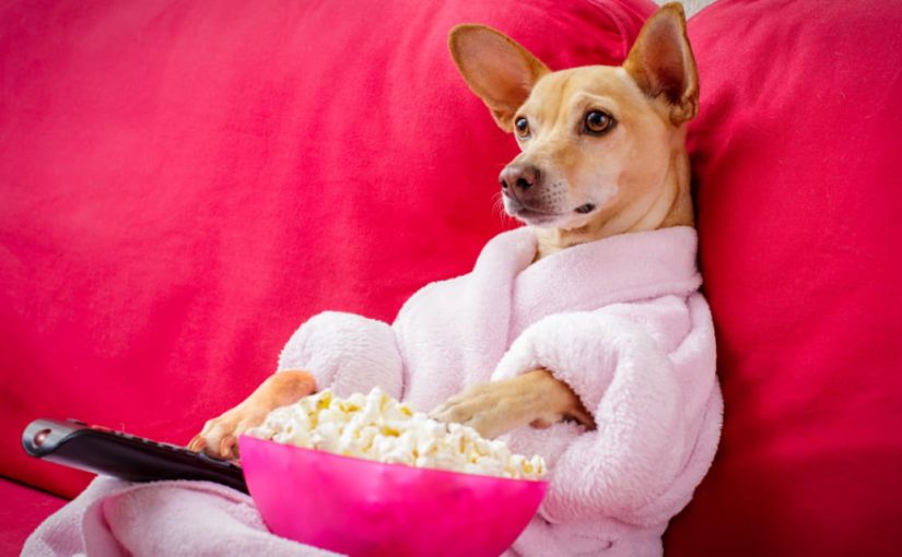 Что видят кошки и собаки, когда смотрят телевизор: ученые узнали ➤ Infotime.co