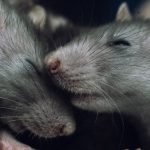 У пацюків виявили майже людські здібності  ➤ Infotime.co