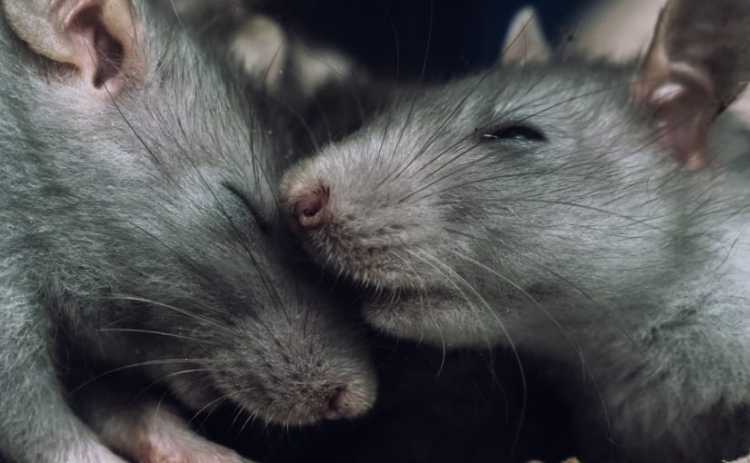 У крыс обнаружили почти человеческие способности ➤ Infotime.co