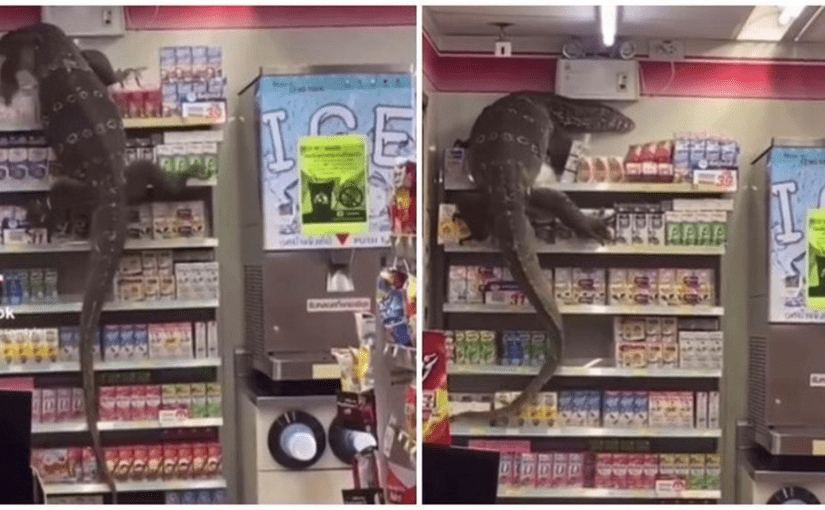 Seekor biawak menyebabkan kekacauan di sebuah toko serba ada di Thailand dengan memanjat ke rak makanan, membuat pengunjung panik ➤ Infotime.co