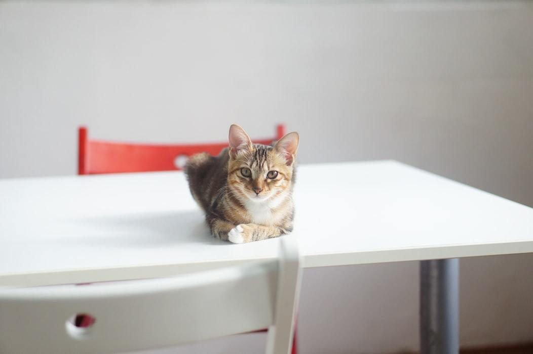 Чому насправді коти скидають речі зі столу та позбутися звички