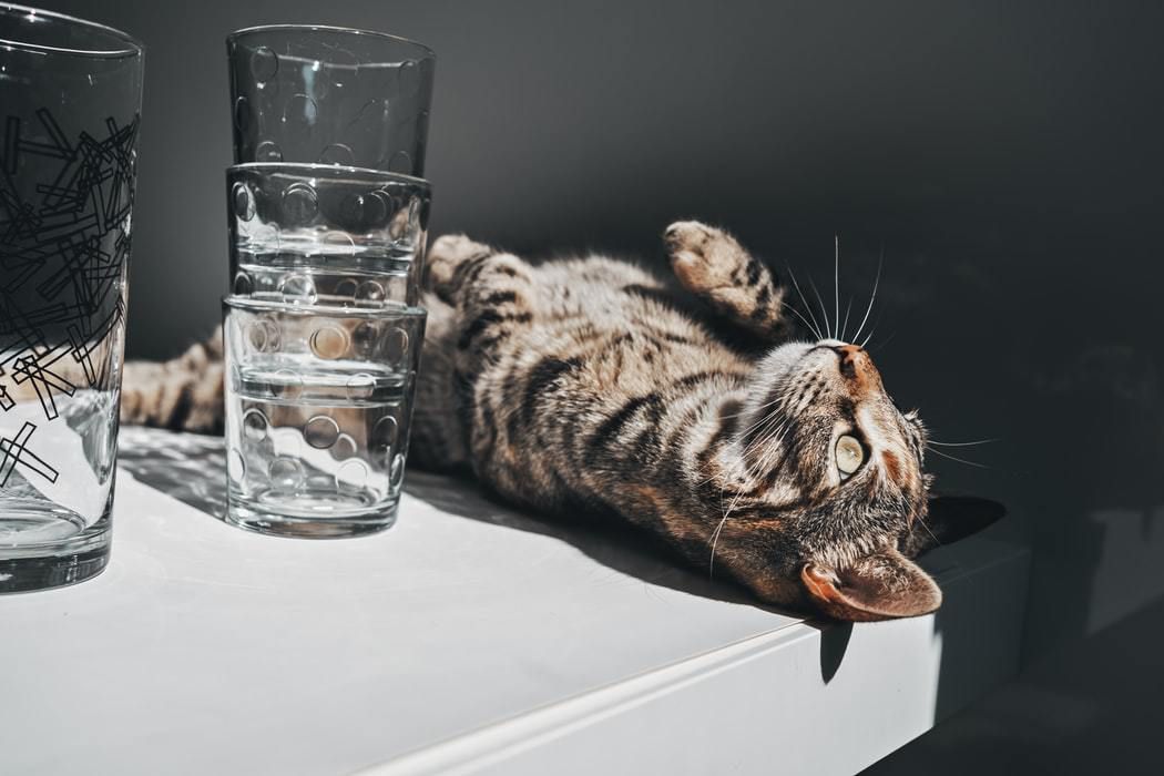 Чому насправді коти скидають речі зі столу та позбутися звички ➤ Infotime.co