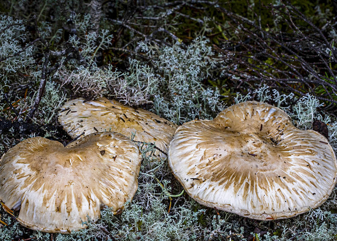 Не трюфель: як називається найдорожчий гриб у світі