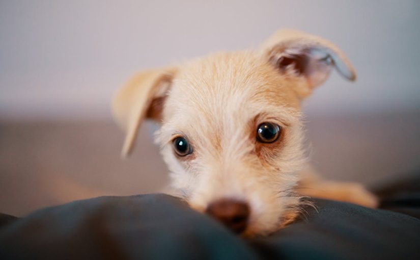 Почему собаки облизывают хозяина: 7 причин трогательного поведения ➤ Infotime.co