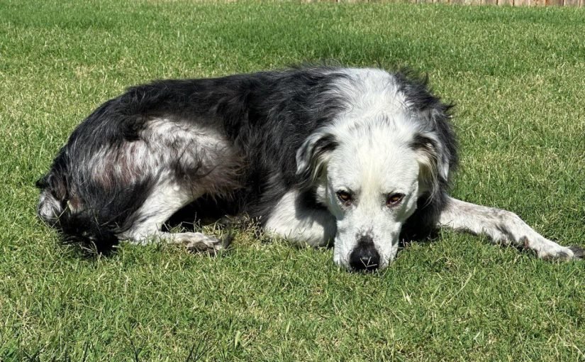 Черный пес стал полностью белым из-за болезни: фото ➤ Infotime.co