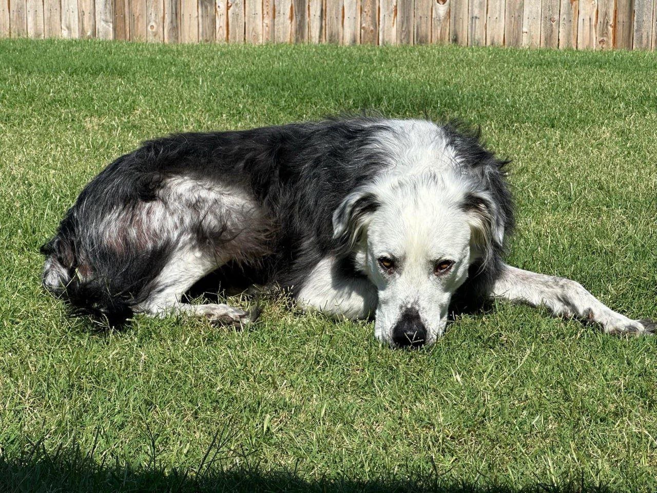 Чорний собака став повністю білим через хворобу: фото  ➤ Infotime.co