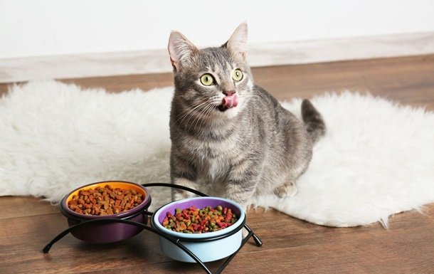 Ветеринары назвали продукты, которые никогда нельзя давать котам