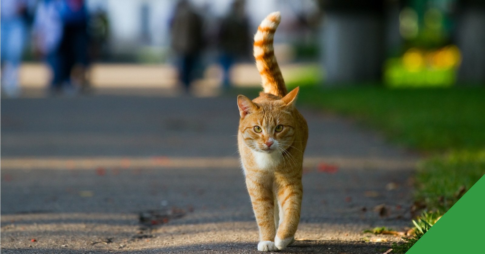 Ветеринары помогли коту похудеть странным способом
