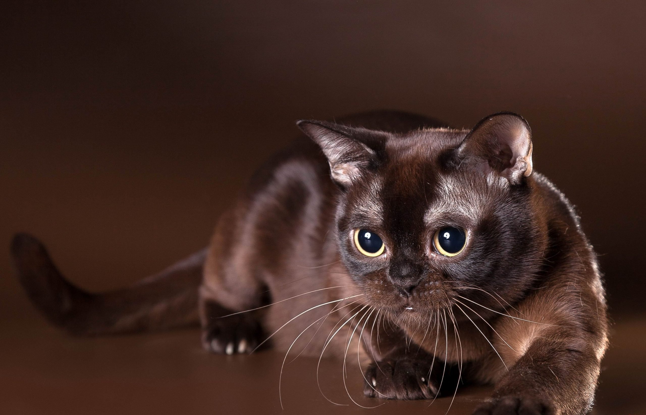 Ця порода котів живе найдовше: рекордсмена виявили науковці  ➤ Infotime.co