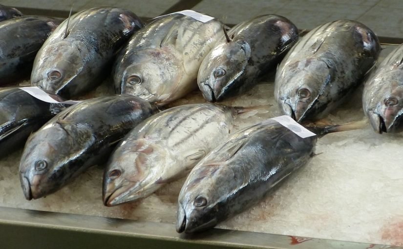 Ртуть обнаружили в одной из самых употребляемых в мире рыб ➤ Infotime.co