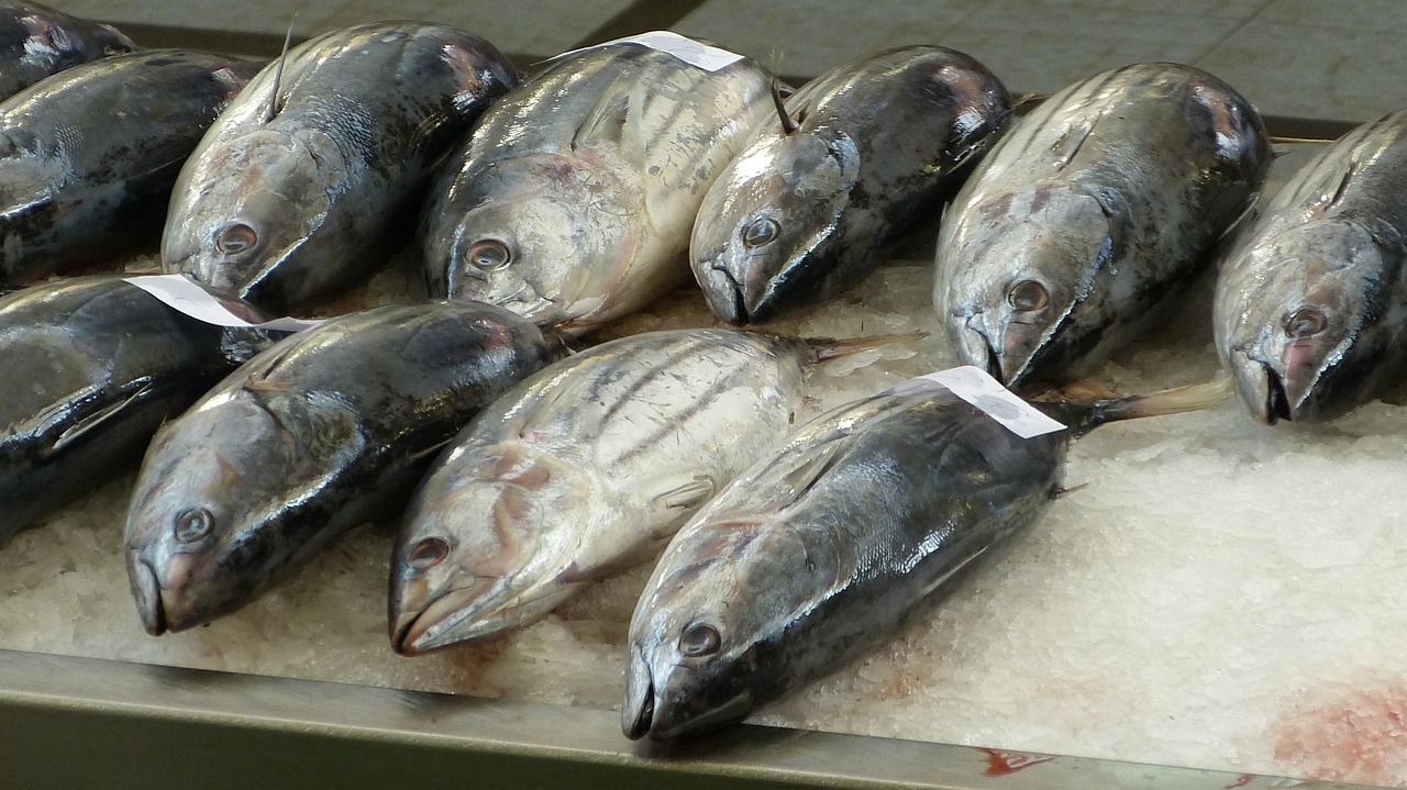 Ртуть обнаружили в одной из самых употребляемых в мире рыб