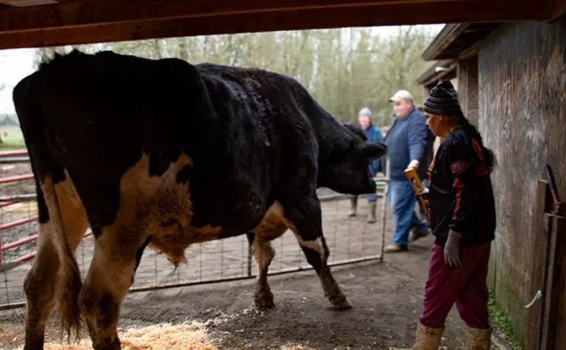 Самый высокий бык на планете: какой рост имеет спасенное от убоя животное (фото) ➤ Infotime.co