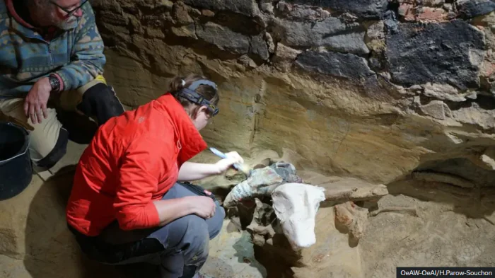 Кости пролежали до 40 млн лет: в Австрии мужчина нашел останки доисторических животных