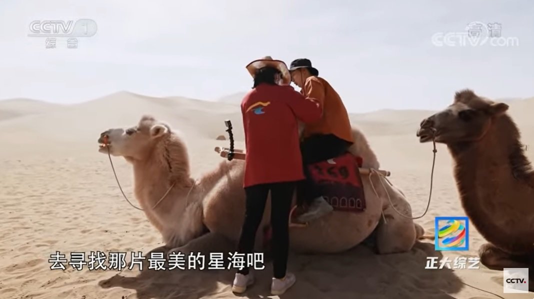 Посеред пустелі встановили верблюжі світлофори: відео   