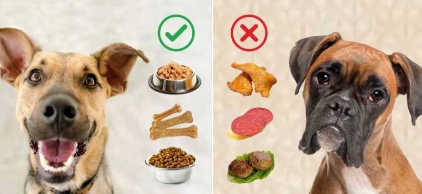 Ветеринары назвали токсичные для собак продукты ➤ Infotime.co