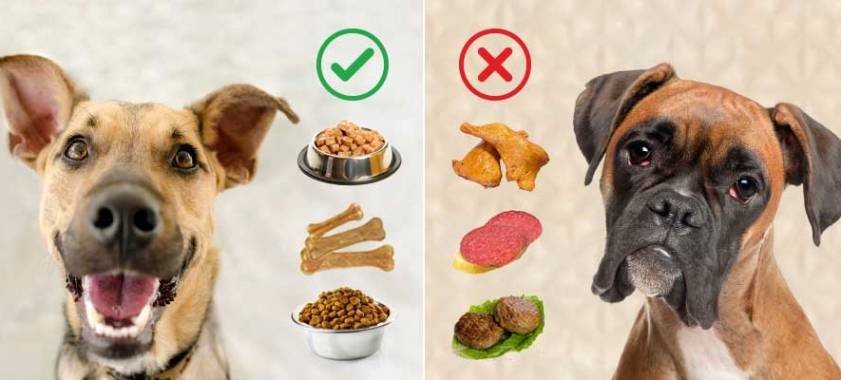 Ветеринары назвали токсичные для собак продукты ➤ Infotime.co