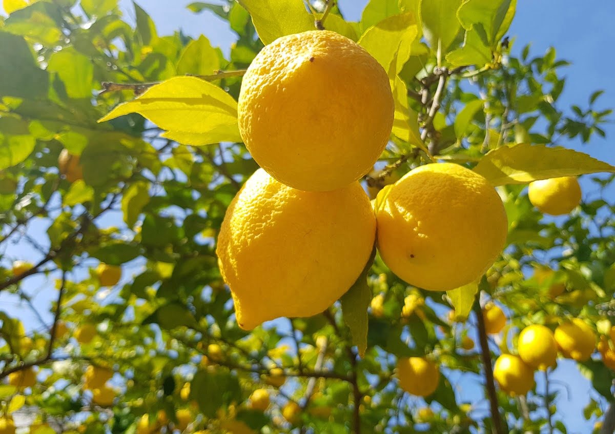 Три дієві лайфхаки з лимоном для дому