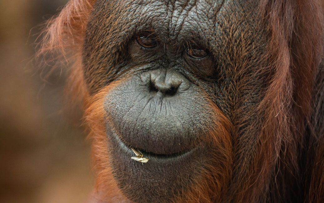 Ученые находятся в шаге от расшифровки секретного языка орангутангов