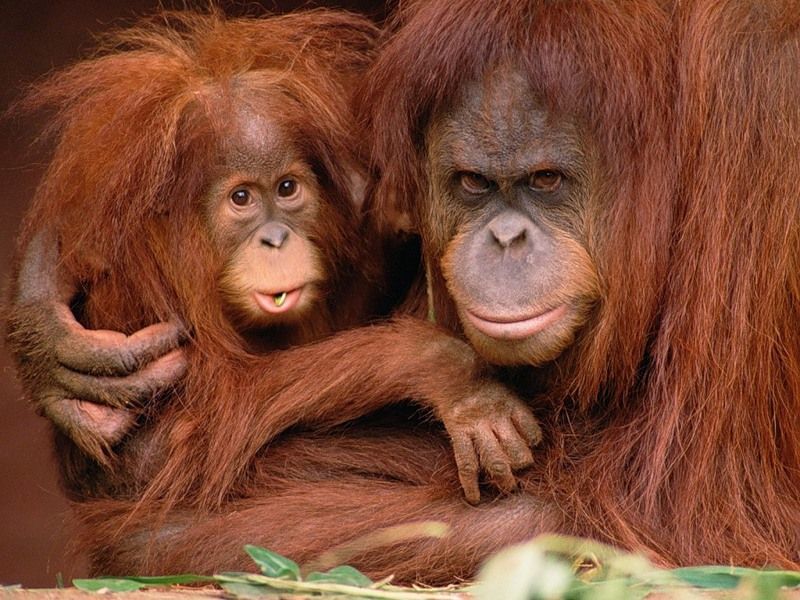 Ученые находятся в шаге от расшифровки секретного языка орангутангов