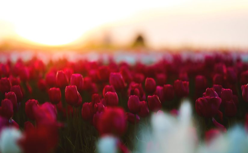 Что делать с тюльпанами после цветения ➤ Infotime.co