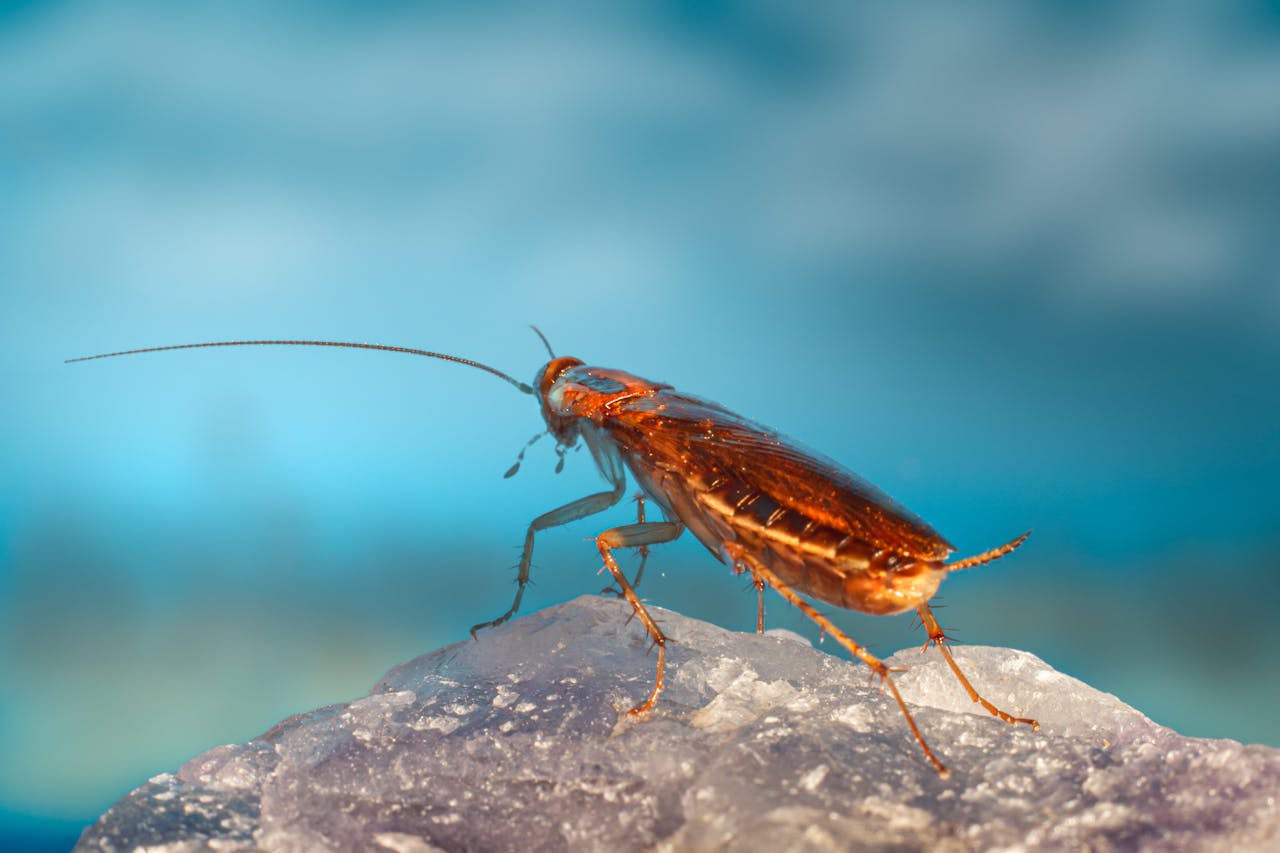 Происхождение таракана: ученые узнали, как вредитель покорил мир